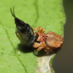 Arkys sp. (genus) at Wellington Point, QLD - suppressed