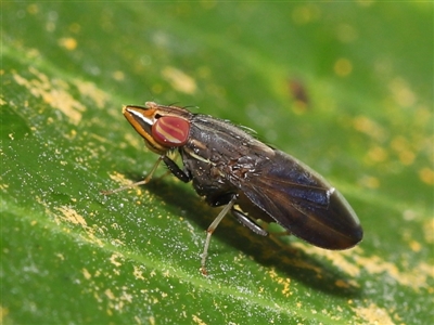 Cephaloconus tenebrosus (Treehopper Mimic Fly) by TimL