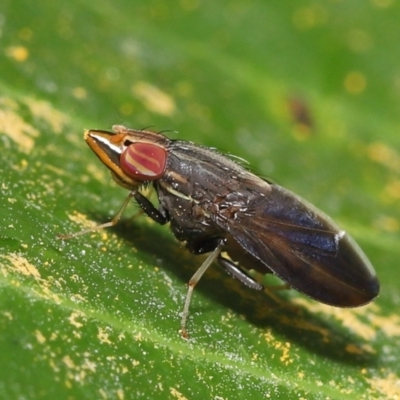 Cephaloconus tenebrosus (Treehopper Mimic Fly) at  - suppressed by TimL