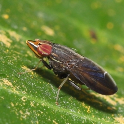 Lauxaniidae (family) at Wellington Point, QLD - 26 Mar 2022 by TimL