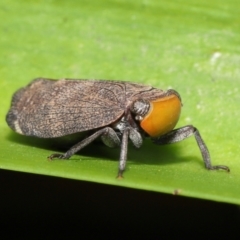 Unidentified Leafhopper or planthopper (Hemiptera, several families) by TimL