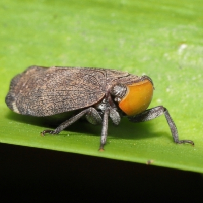 Unidentified Leafhopper or planthopper (Hemiptera, several families) by TimL