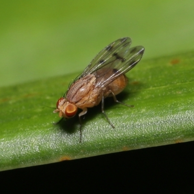 Homoneura (genus) (Spotted Wing Lauxid Fly) at  - suppressed by TimL
