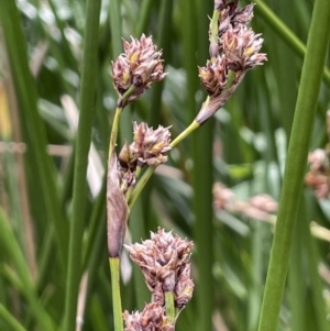 Machaerina rubiginosa at Tharwa, ACT - 18 Apr 2022