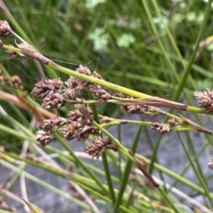 Baumea rubiginosa at Tharwa, ACT - 18 Apr 2022