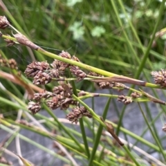 Machaerina rubiginosa at Tharwa, ACT - 18 Apr 2022