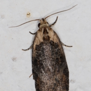 Cryptoptila australana at Melba, ACT - 8 Mar 2022