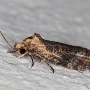 Cryptoptila australana at Melba, ACT - 8 Mar 2022