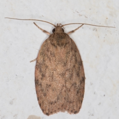 Garrha repandula (a Concealer Moth) at Melba, ACT - 8 Mar 2022 by kasiaaus