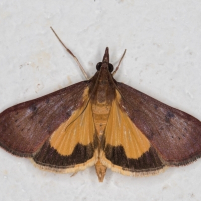 Uresiphita ornithopteralis (Tree Lucerne Moth) at Melba, ACT - 8 Mar 2022 by kasiaaus