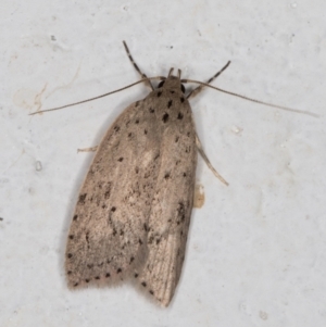 Garrha carnea at Melba, ACT - 8 Mar 2022 12:55 AM