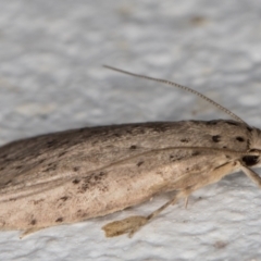 Garrha carnea at Melba, ACT - 8 Mar 2022 12:55 AM