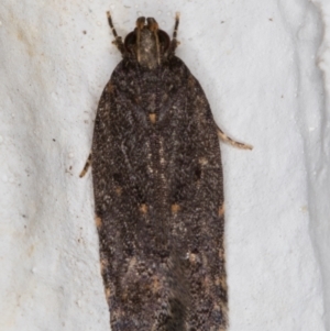 Ardozyga undescribed species near deltodes at Melba, ACT - 8 Mar 2022 12:58 AM