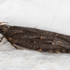 Ardozyga undescribed species near deltodes at Melba, ACT - 8 Mar 2022 12:58 AM