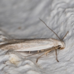 Philobota agnesella at Melba, ACT - 8 Mar 2022