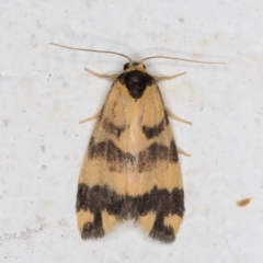 Thallarcha partita (Dark-banded Footman) at Melba, ACT - 7 Mar 2022 by kasiaaus