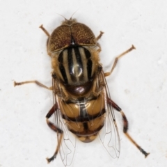 Eristalinus punctulatus (Golden Native Drone Fly) at Melba, ACT - 8 Mar 2022 by kasiaaus