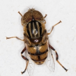 Eristalinus punctulatus at Melba, ACT - 8 Mar 2022