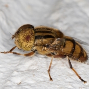 Eristalinus punctulatus at Melba, ACT - 8 Mar 2022