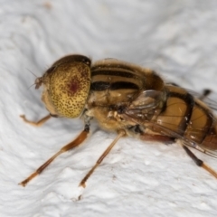 Eristalinus punctulatus at Melba, ACT - 8 Mar 2022