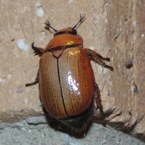 Anoplognathus brunnipennis at Conder, ACT - 31 Dec 2021