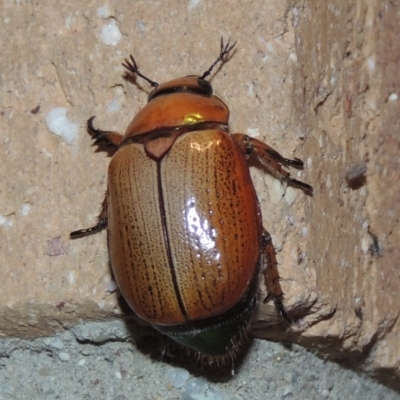 Anoplognathus brunnipennis (Green-tailed Christmas beetle) at Pollinator-friendly garden Conder - 31 Dec 2021 by michaelb