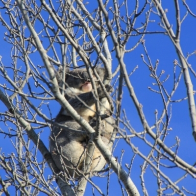 Phascolarctos cinereus (Koala) at Urila, NSW - 11 Aug 2020 by Milobear