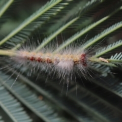 Orgyia anartoides (Painted Apple Moth) at Cook, ACT - 8 Feb 2022 by Tammy