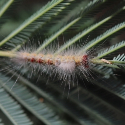 Orgyia anartoides (Painted Apple Moth) at Cook, ACT - 9 Feb 2022 by Tammy