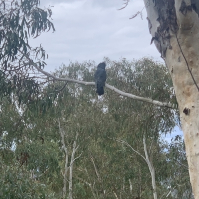 Callocephalon fimbriatum (Gang-gang Cockatoo) at Mount Ainslie - 19 Apr 2022 by babettefahey