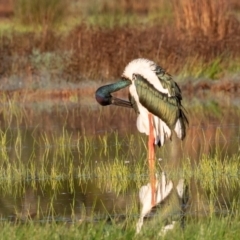 Ephippiorhynchus asiaticus (Black-necked Stork) at Kew, NSW - 18 Apr 2022 by rawshorty