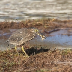 Butorides striata (Striated Heron) at Lake Cathie, NSW - 18 Apr 2022 by rawshorty