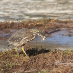 Butorides striata (Striated Heron) at Lake Cathie, NSW - 17 Apr 2022 by rawshorty