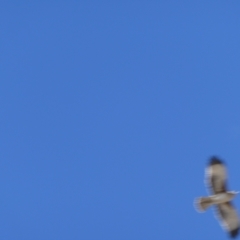 Hieraaetus morphnoides (Little Eagle) at Amelup, WA - 4 Nov 2017 by natureguy
