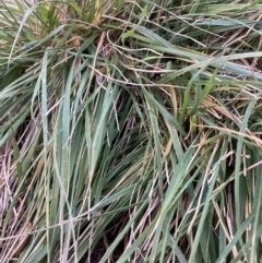 Nassella neesiana (Chilean Needlegrass) at Hackett, ACT - 9 Apr 2022 by waltraud