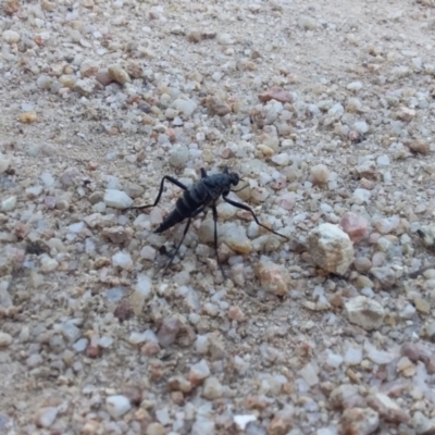 Boreoides subulatus (Wingless Soldier Fly) at Paddys River, ACT - 17 Apr 2022 by ChickenLittle