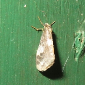 Anestia (genus) at Flynn, ACT - 15 Apr 2022