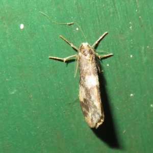 Anestia (genus) at Flynn, ACT - 15 Apr 2022