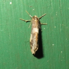 Anestia (genus) at Flynn, ACT - 15 Apr 2022