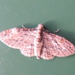 Chloroclystis insigillata at Flynn, ACT - 15 Apr 2022