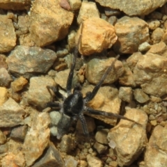 Gnaphosidae (family) at Uriarra Village, ACT - 16 Apr 2022 by Christine