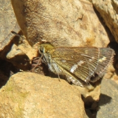 Taractrocera papyria (White-banded Grass-dart) at Coree, ACT - 16 Apr 2022 by Christine