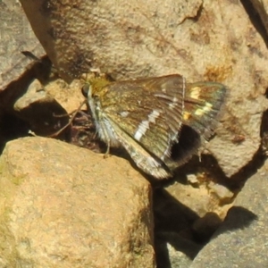 Taractrocera papyria at Coree, ACT - 16 Apr 2022