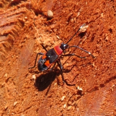 Dindymus versicolor (Harlequin Bug) at Googong Foreshore - 17 Apr 2022 by Christine