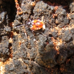 Dindymus versicolor at Yarrow, NSW - 17 Apr 2022 01:38 PM