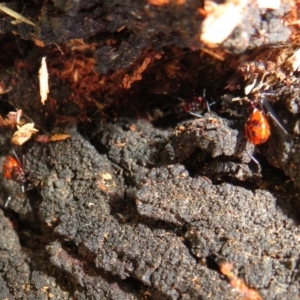 Dindymus versicolor at Yarrow, NSW - 17 Apr 2022 01:38 PM