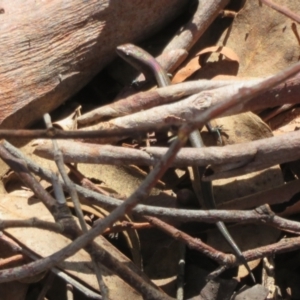 Lampropholis delicata at Yarrow, NSW - 17 Apr 2022 01:59 PM