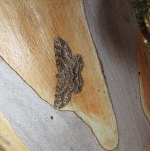 Ectropis fractaria at Yarrow, NSW - 17 Apr 2022