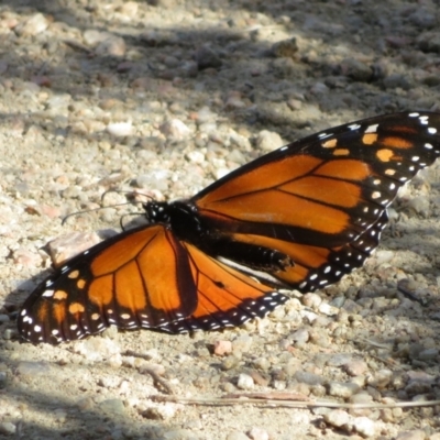 Danaus plexippus (Monarch) at Googong, NSW - 17 Apr 2022 by Christine