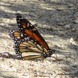 Danaus plexippus at Googong, NSW - 17 Apr 2022 03:11 PM